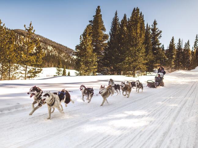 Dogsledding wedding exit