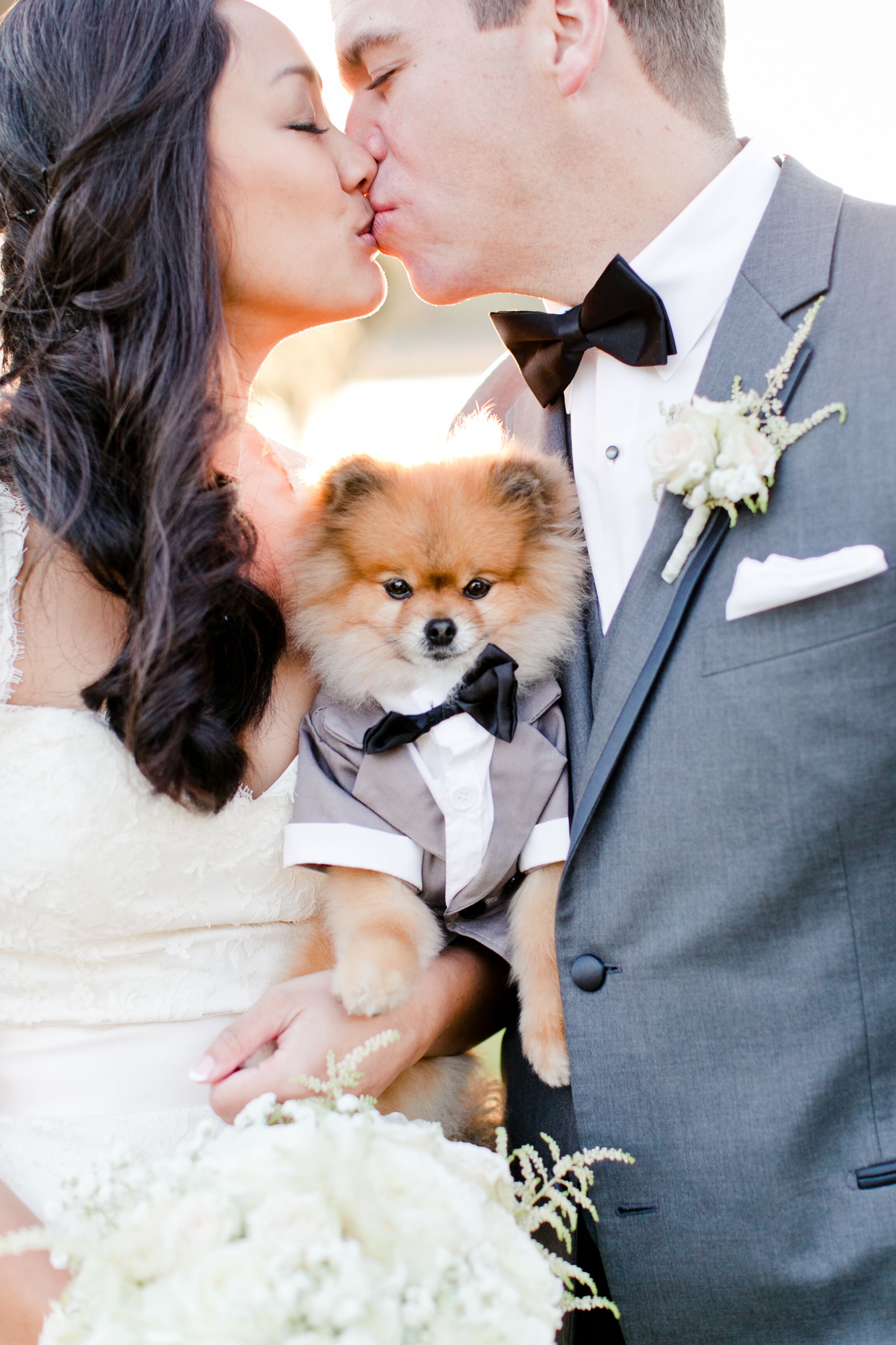 Pomeranian bow tie sale
