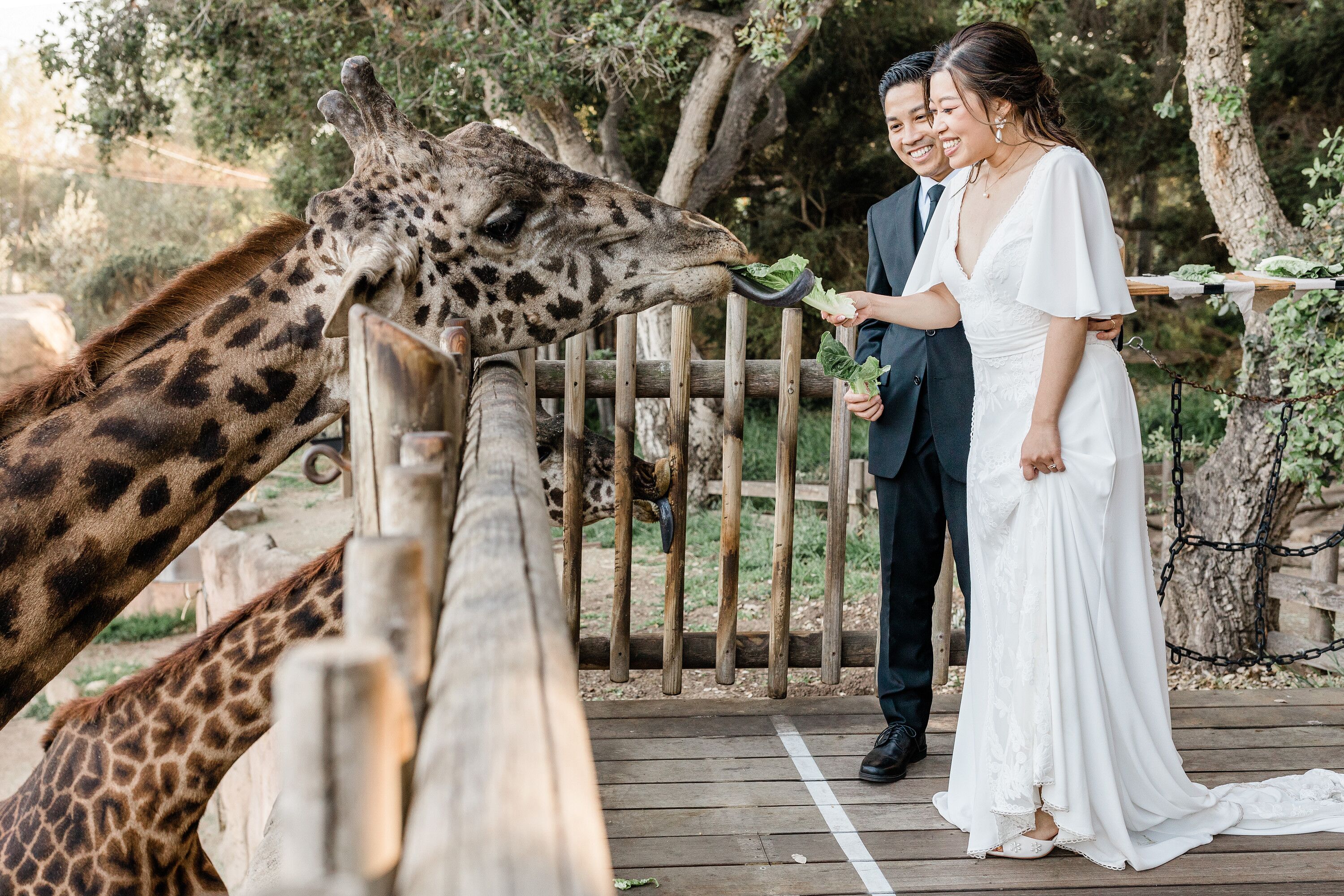 Couple Feeding Giraffe at the Santa Barbara Zoo in California