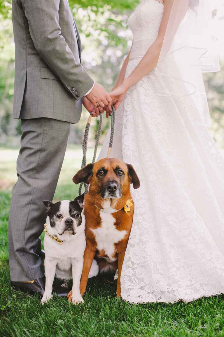 Wedding Dogs 7 Ways to Dress Your Wedding Dog