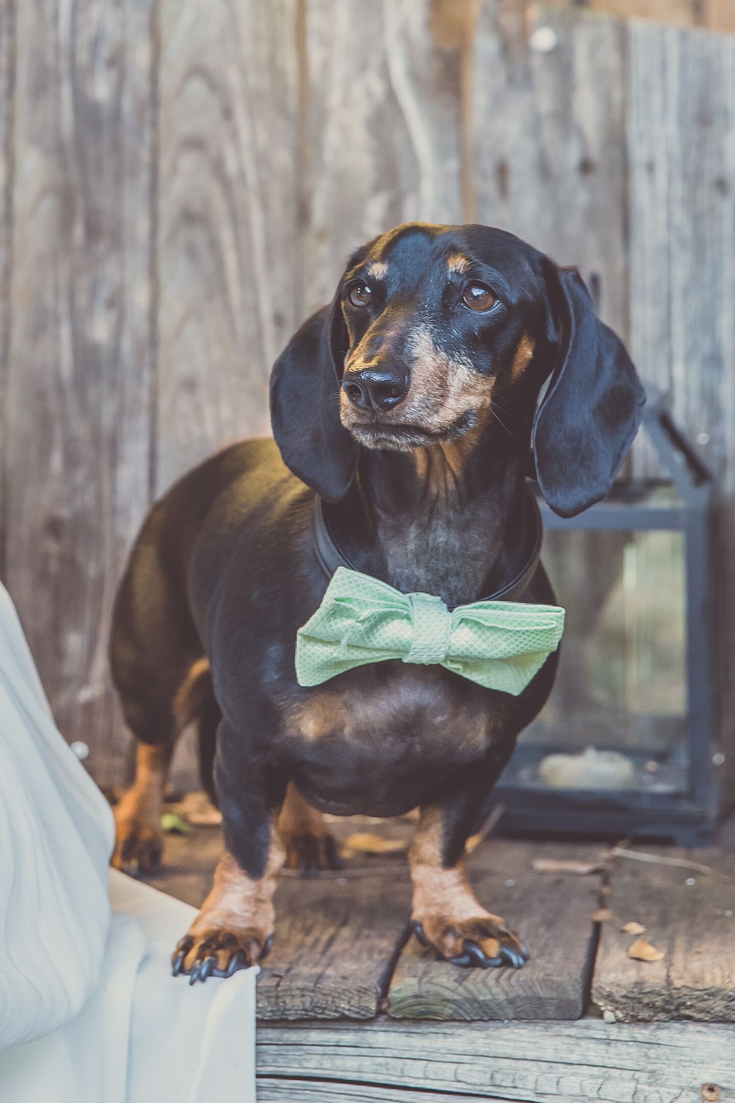 Dapper Dachshund With a Green Bow Tie