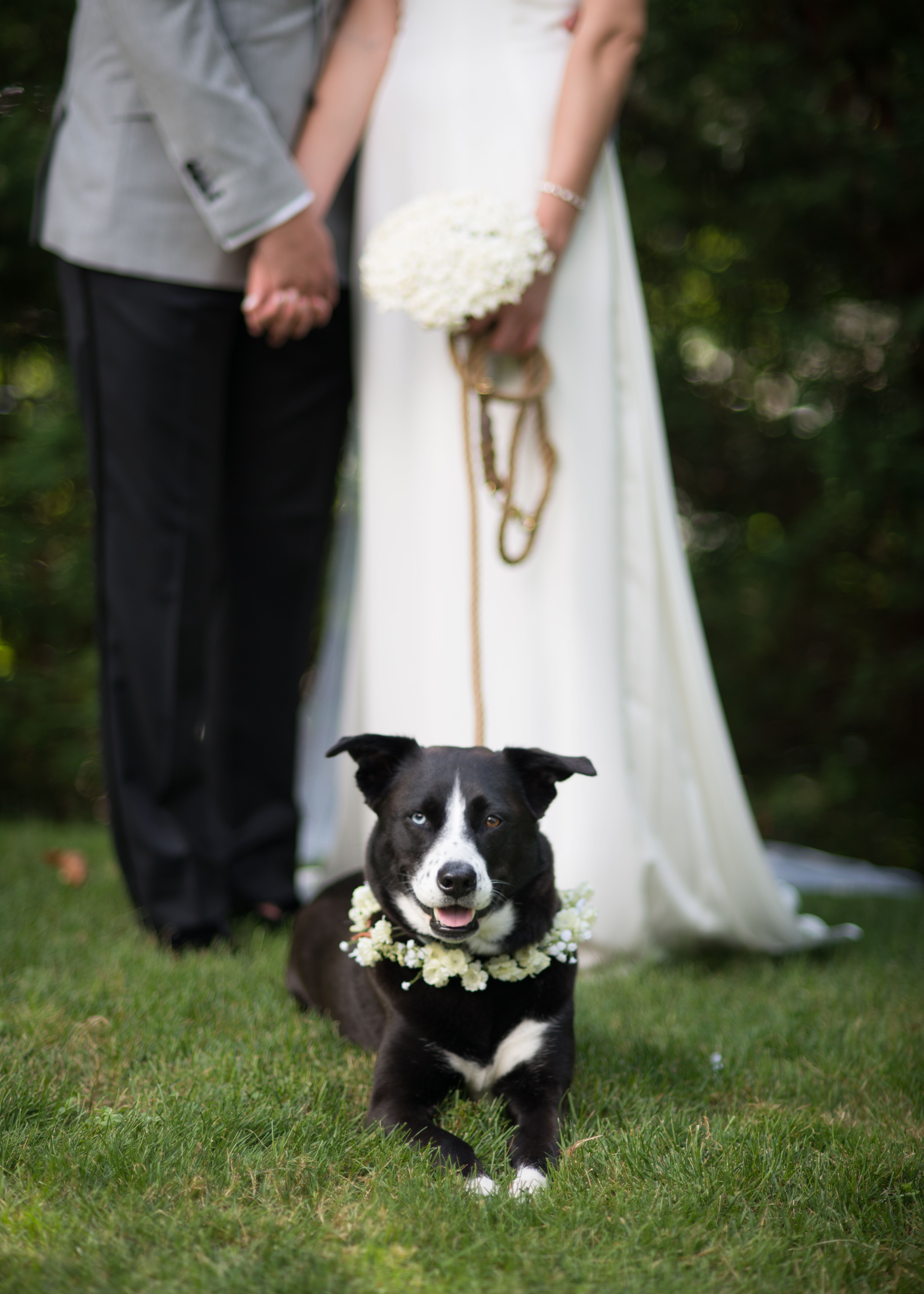 White Dog Flower Collar