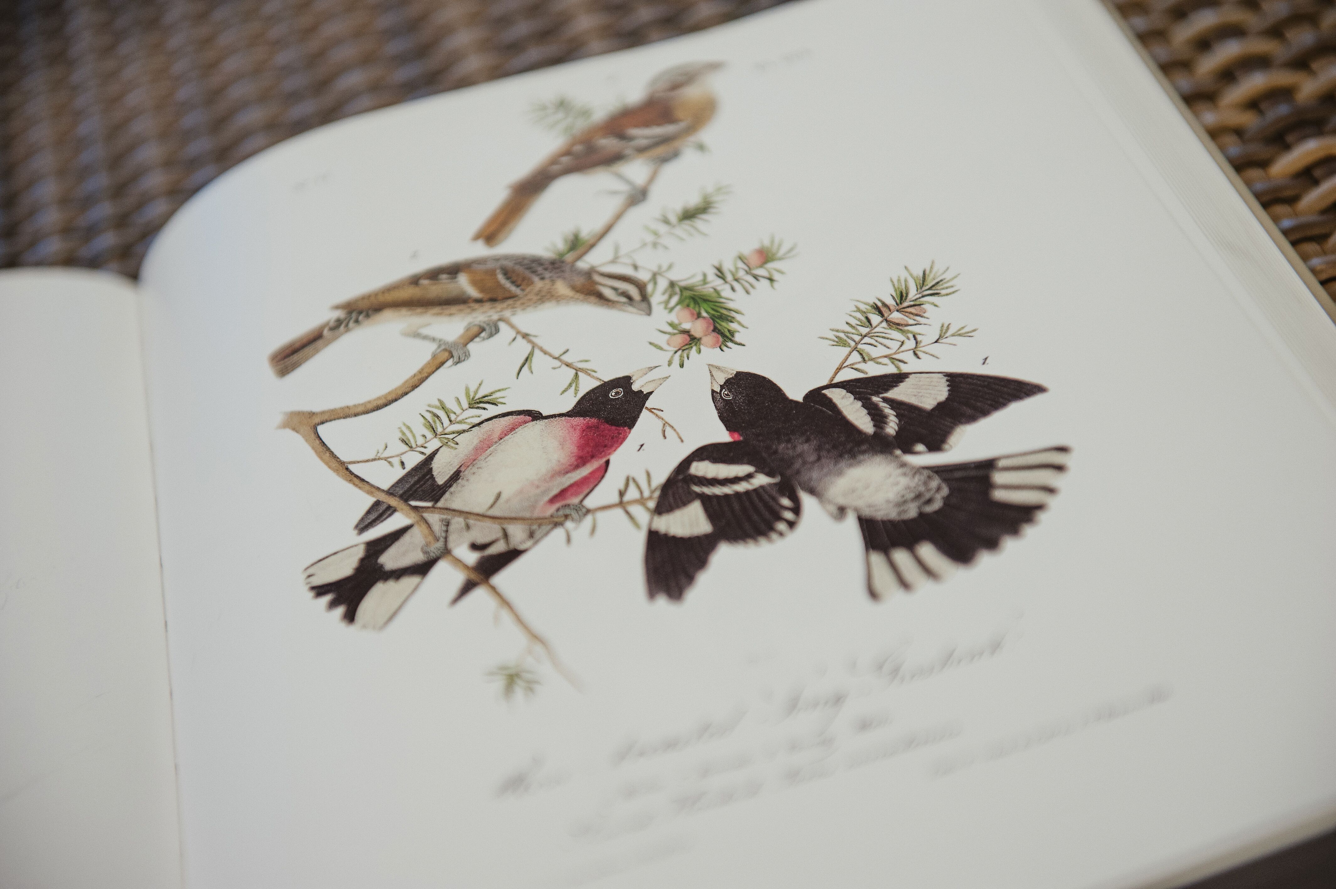 Bird Watching Guest Book