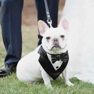 Planning to Include Your Pet In Your Wedding