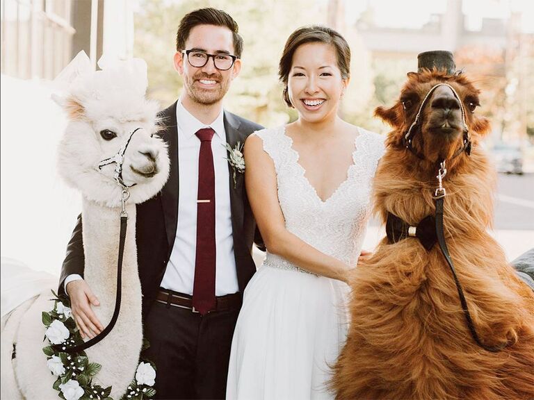 You Can Now Rent  Wedding  Llamas and Alpacas