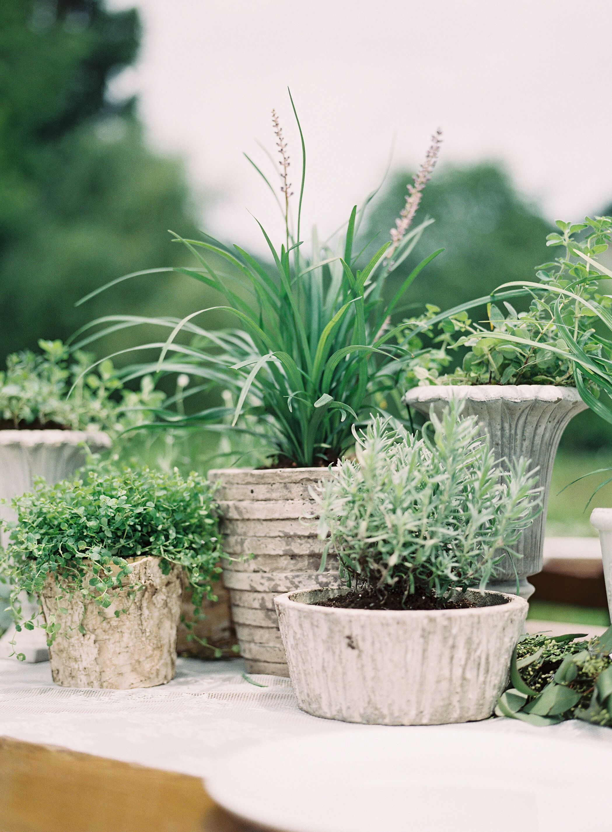 Organic Potted Plant Centerpieces