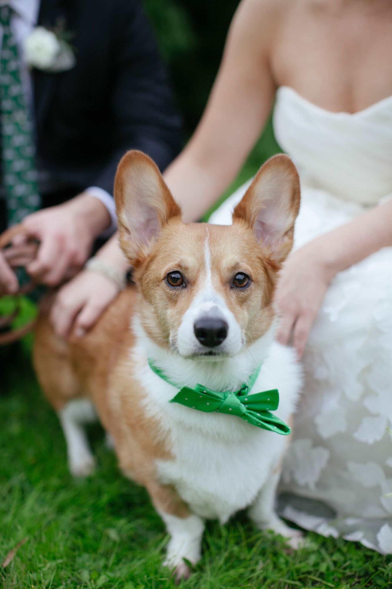 Dog Ring Bearer