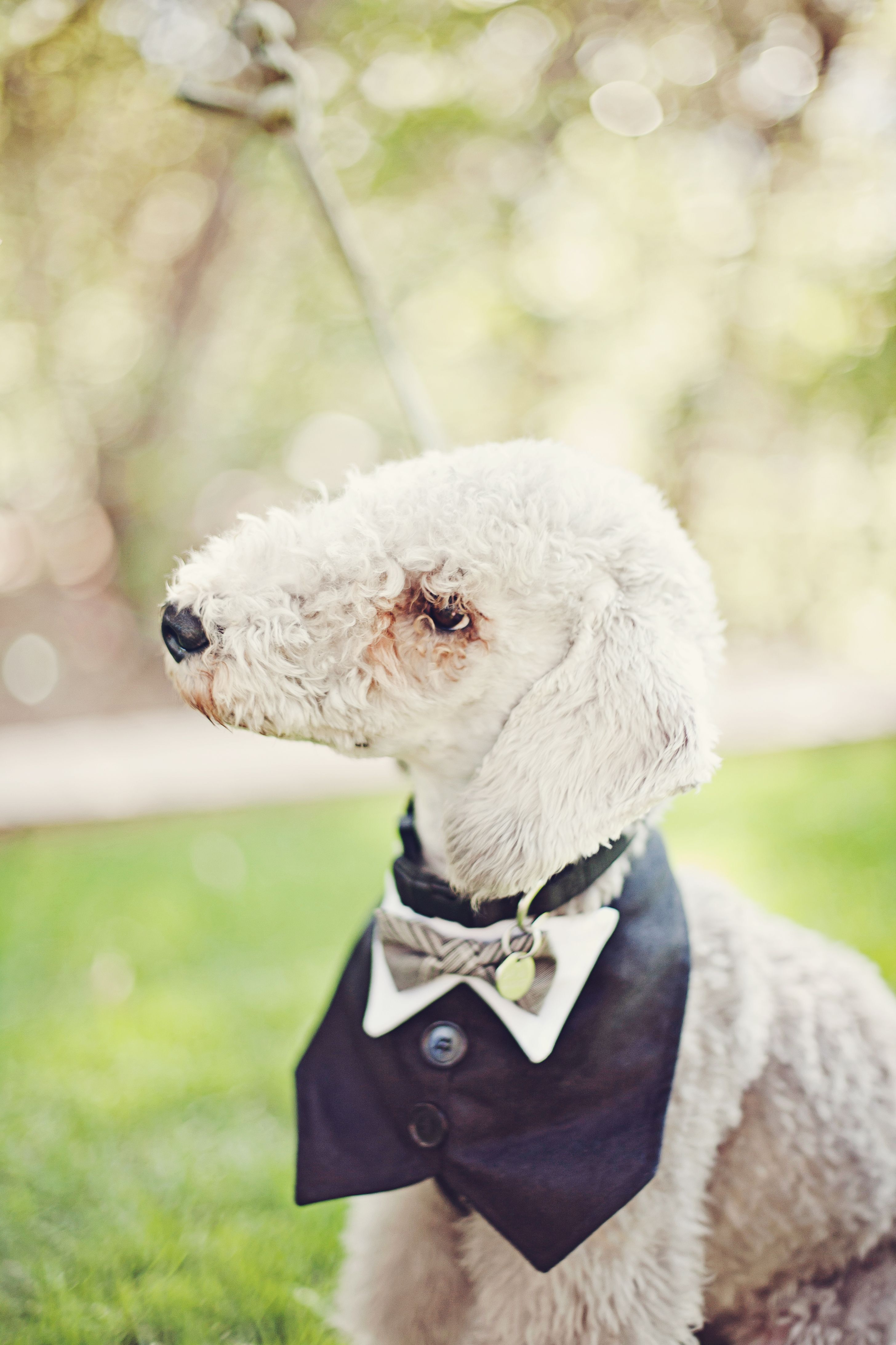 dog-ring-bearer-with-bow-tie
