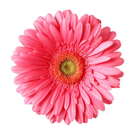 pink gerbera daisy flower