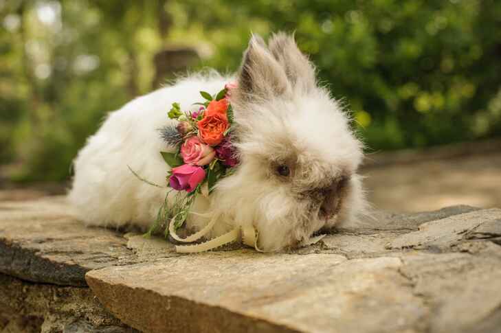 12 Times Animals Dressed Up Like Humans for the Wedding