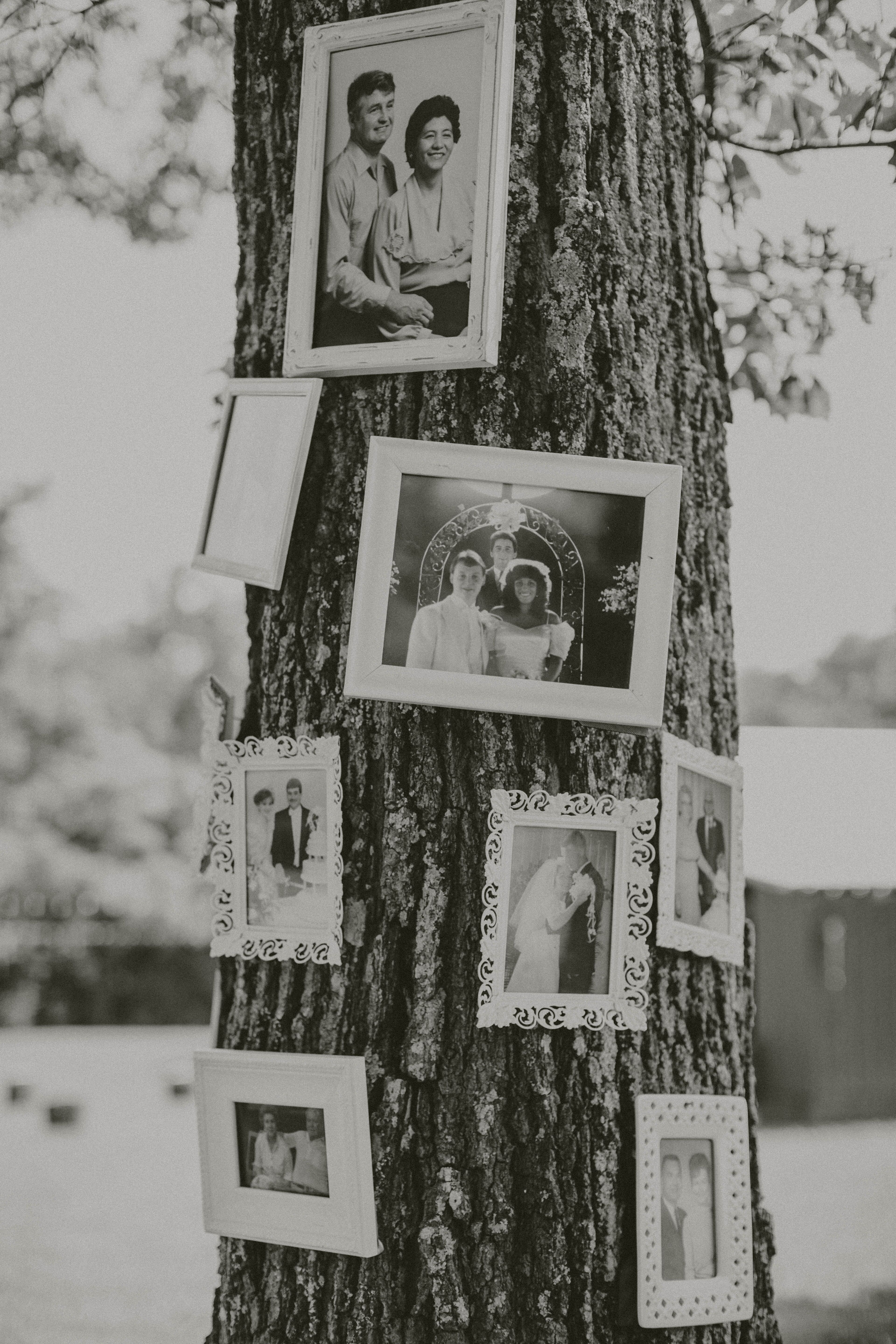 Family Photo Tree Trunk Display