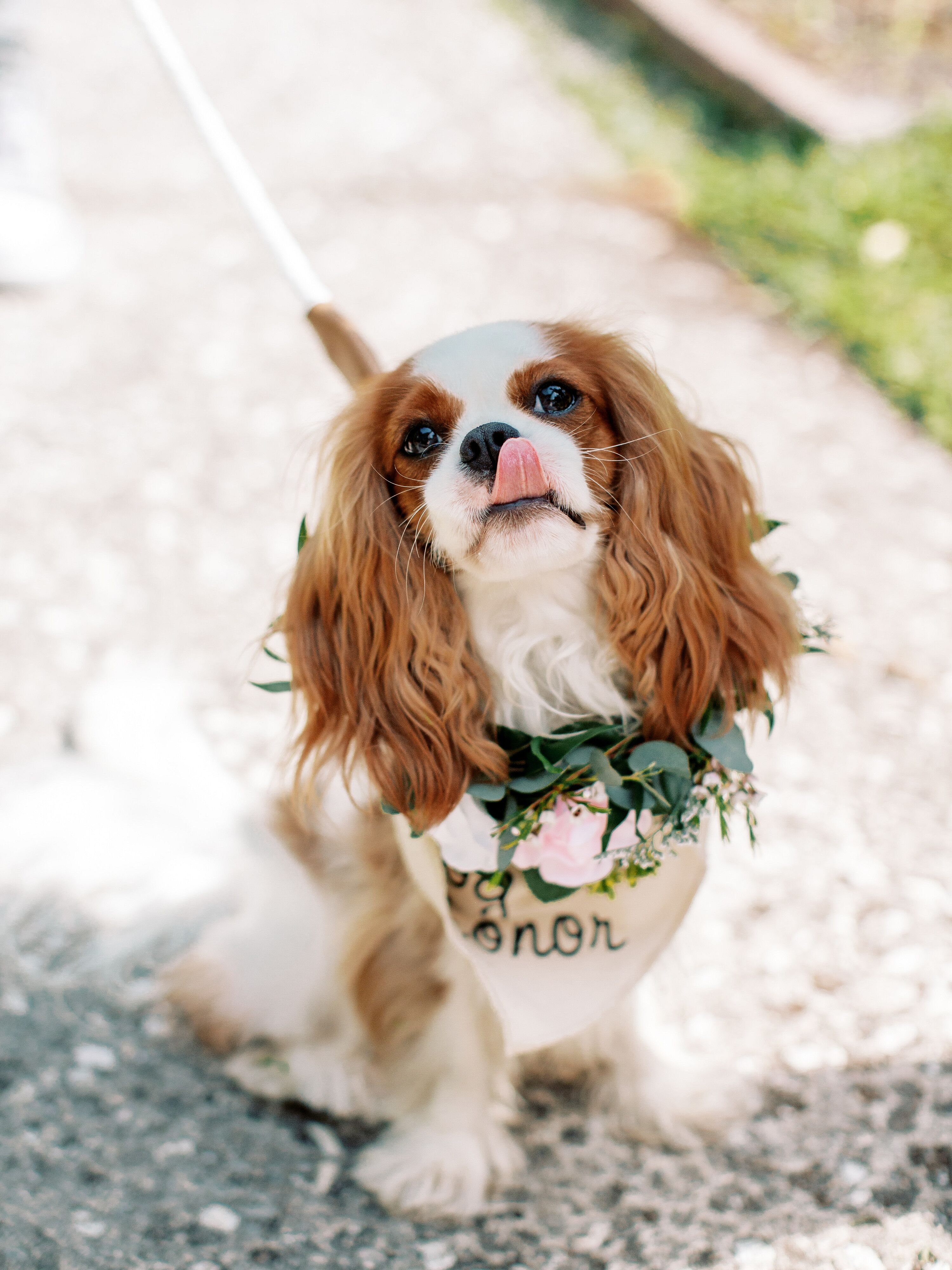 Cavalier King Charles Spaniel Dog of Honor in Wedding Floral Collar