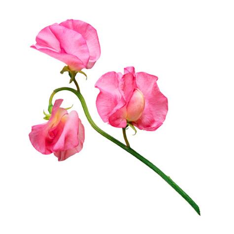 pink sweet pea flowers