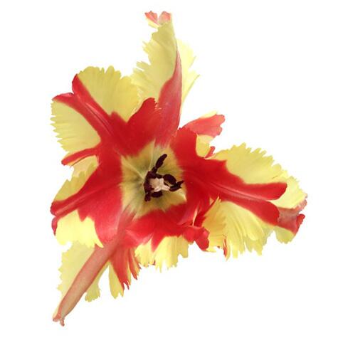 red and yellow parrot tulip flower