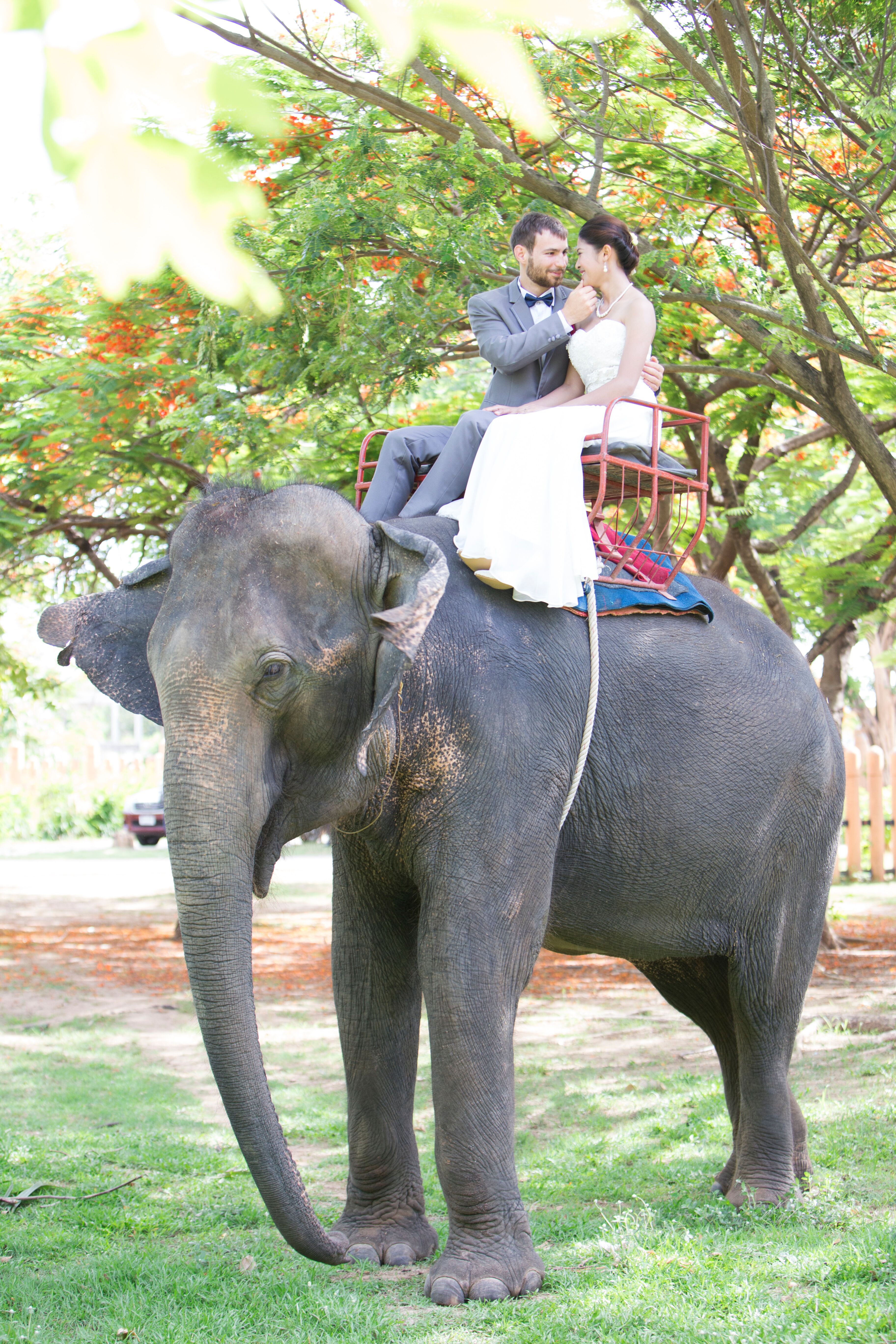 Exotic Elephant Wedding Transportation   46565798 2a35 11e5 9816 22000aa61a3e