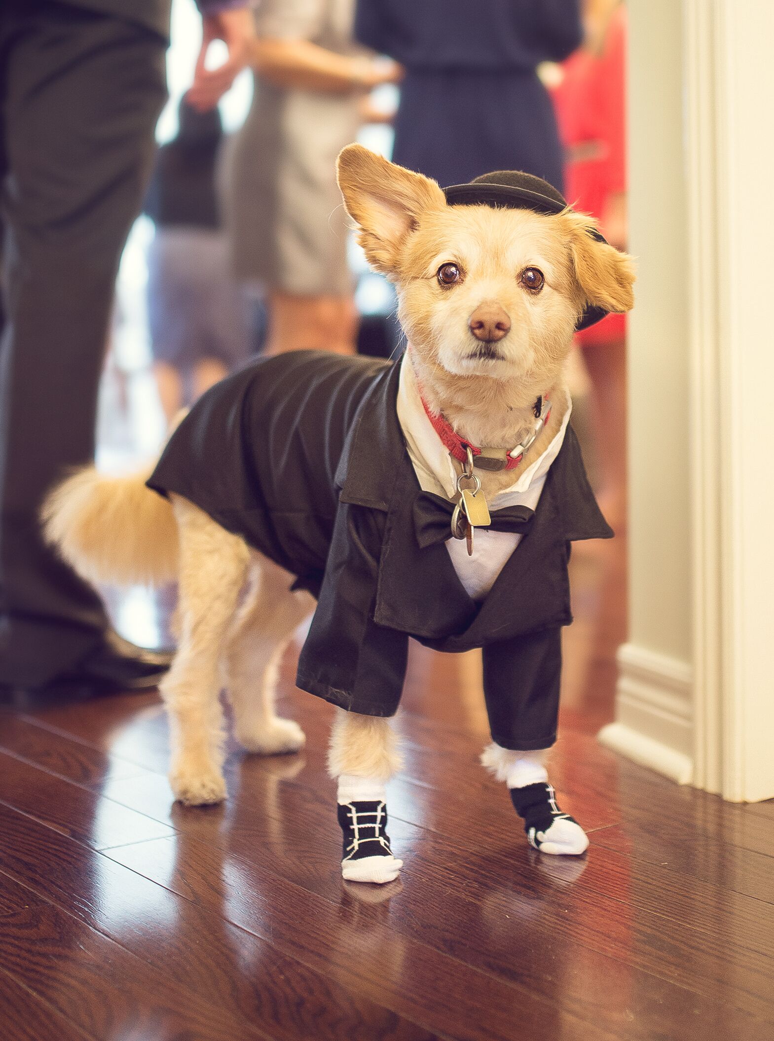 Dog dress shoes store