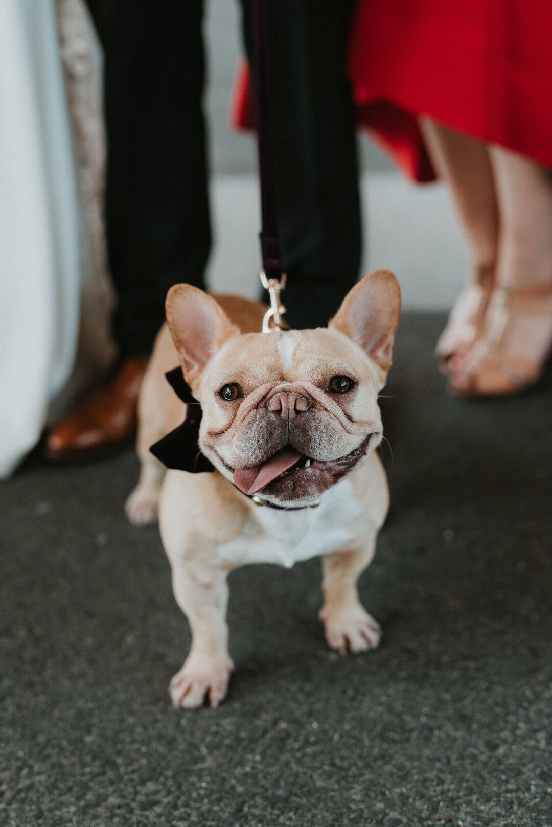 French Bulldog at Boston Wedding