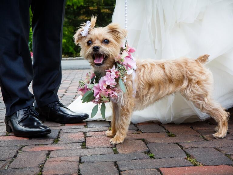  Wedding  Dogs  7 Ways to Dress  Your Wedding  Dog 