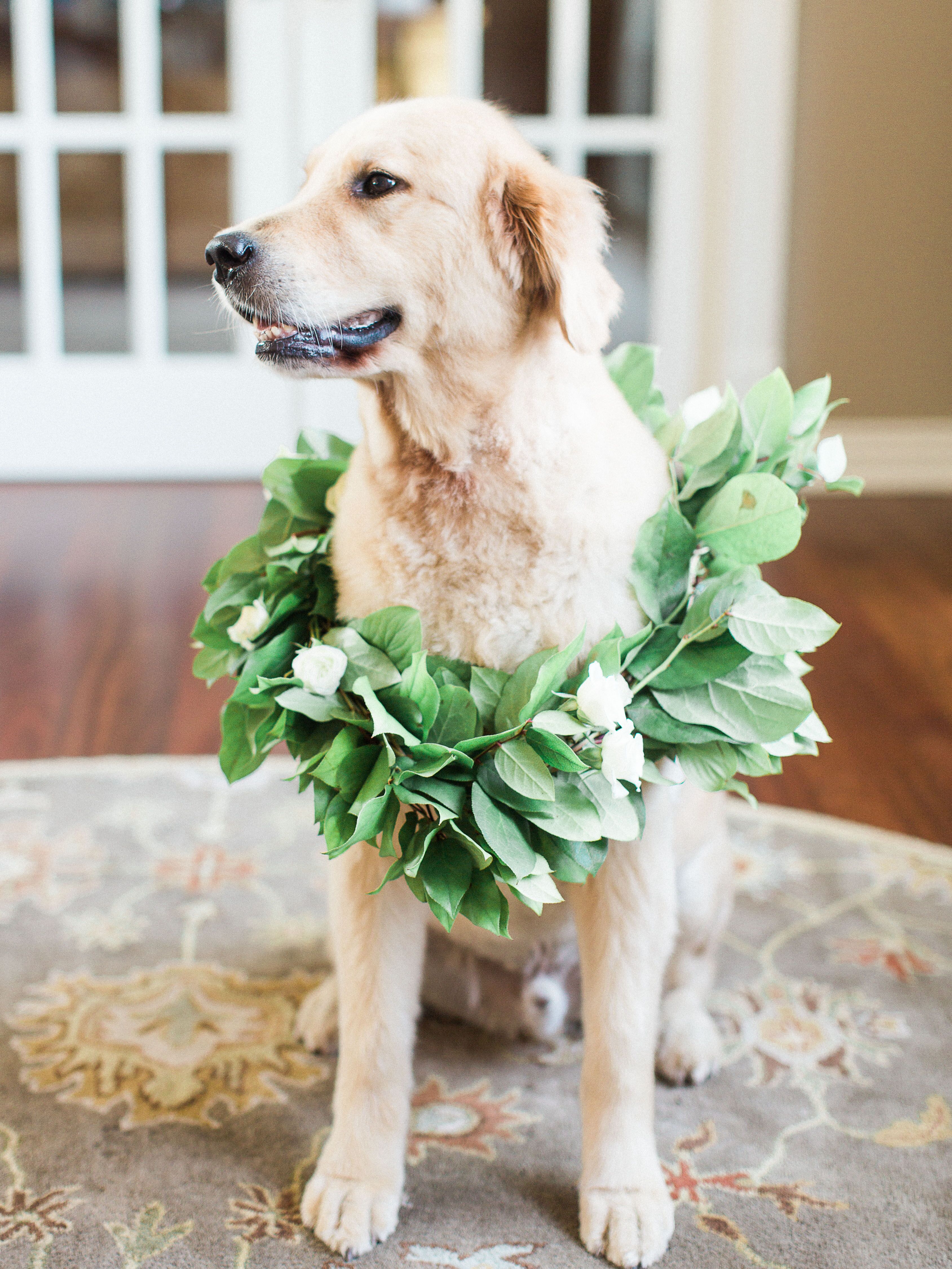 Green-Leaf Dog Collar