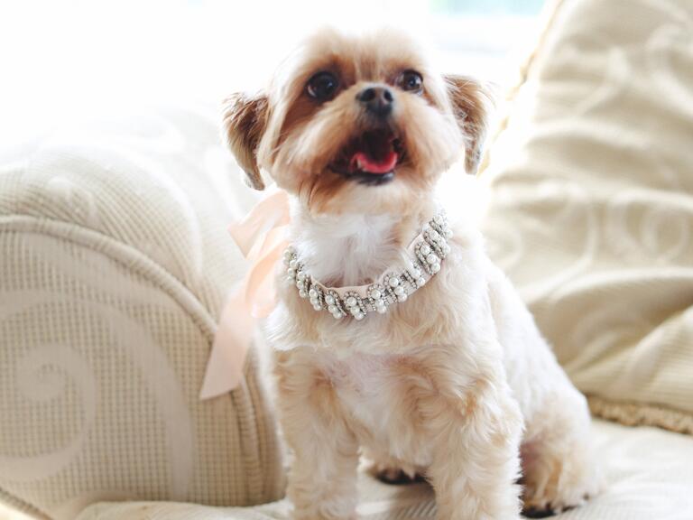 Dog with Faux Pearl Collar