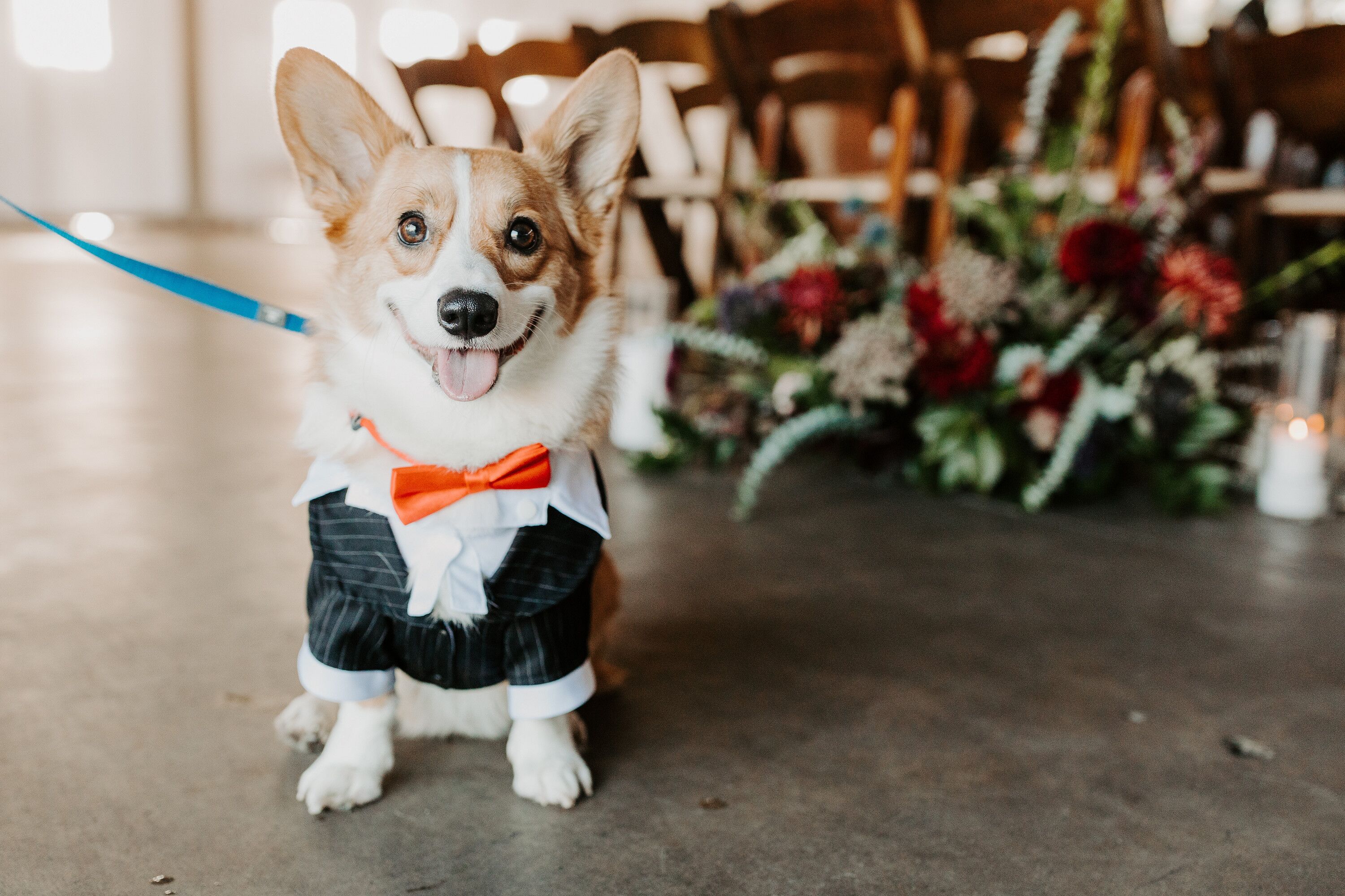 Corgi Wedding Dress