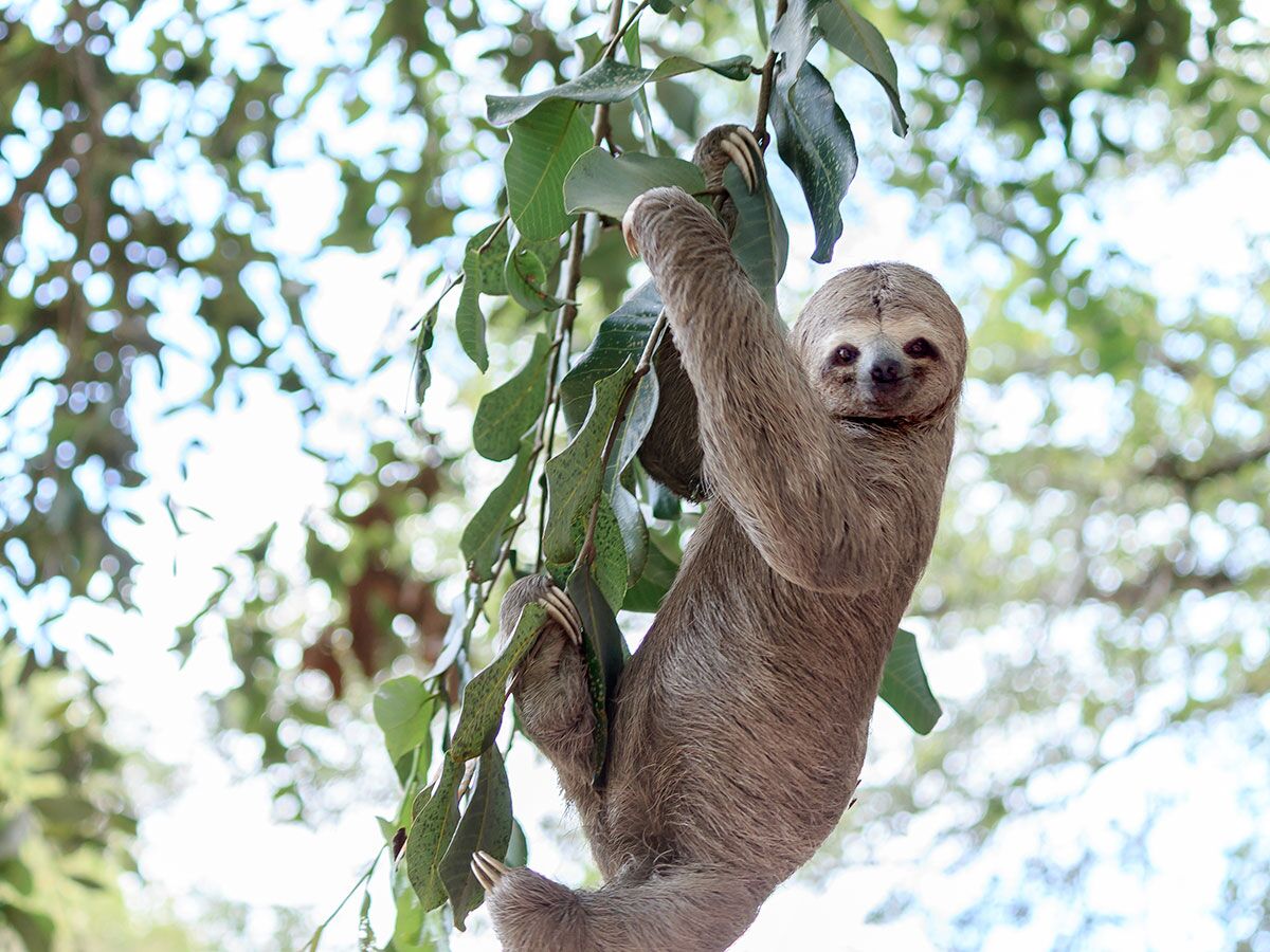 Stay at a Sloth Sanctuary on Your Honeymoon