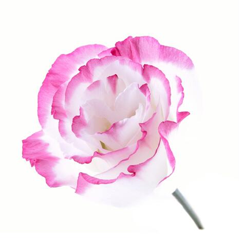 pink lisianthus flower