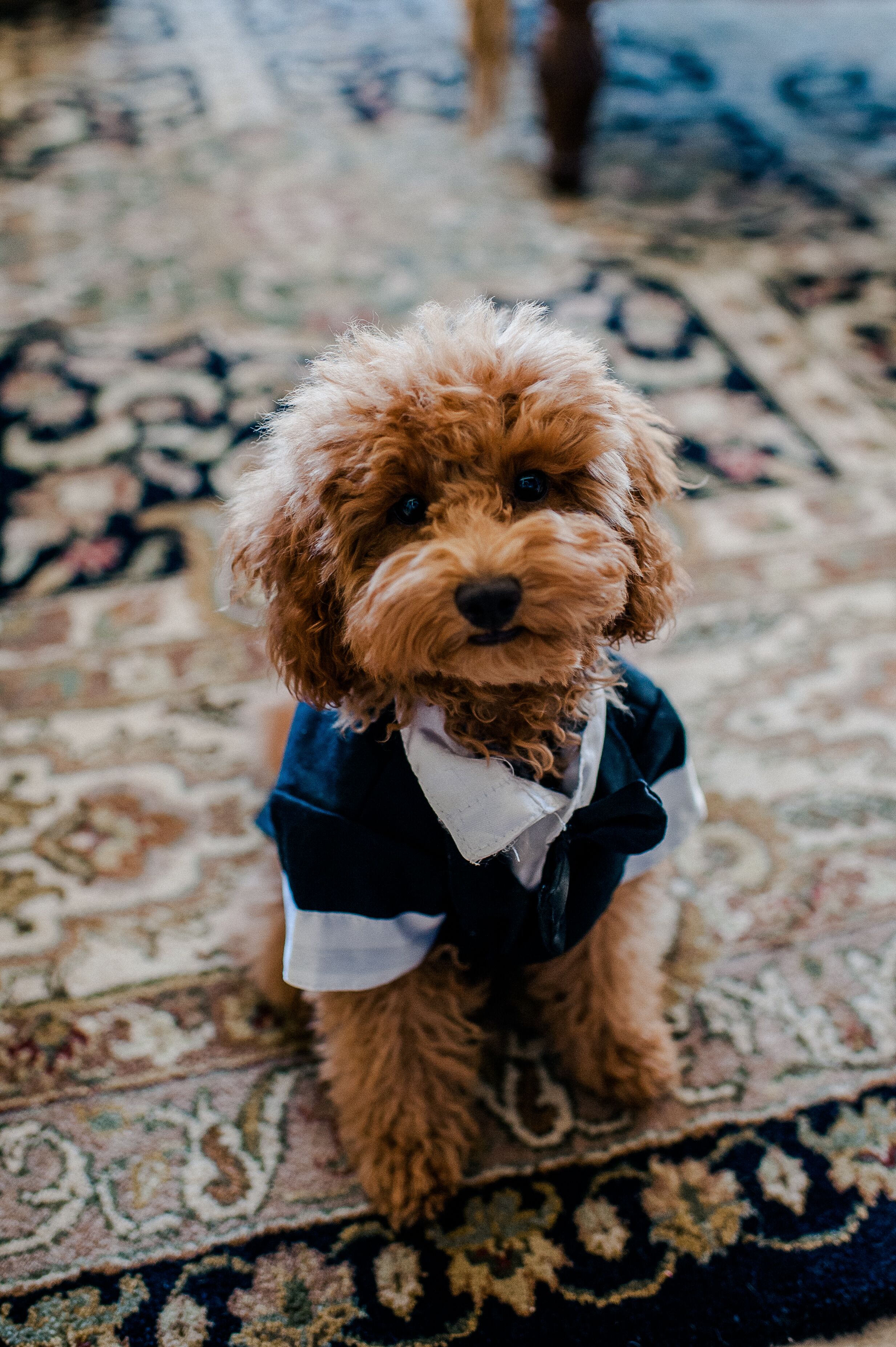 Cockapoo costumes clearance