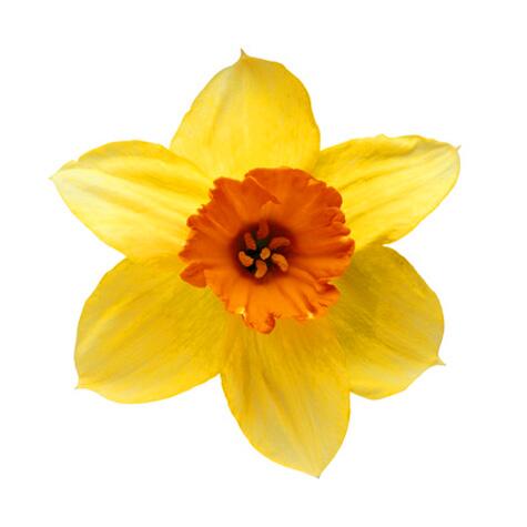 yellow daffodil (also narcissus/paperwhite, jonquil) 