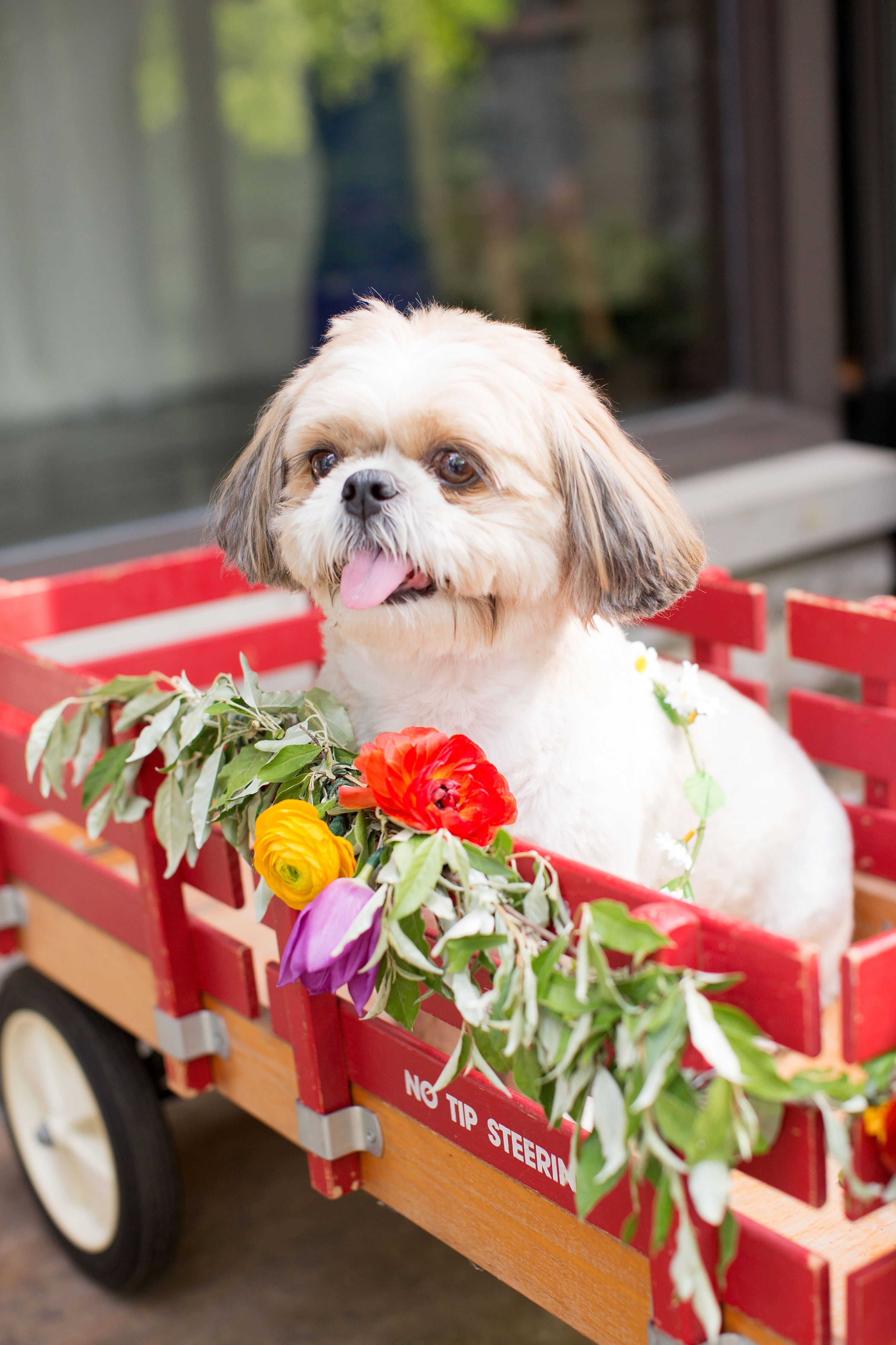 Dog in Red Wagon with Flowers