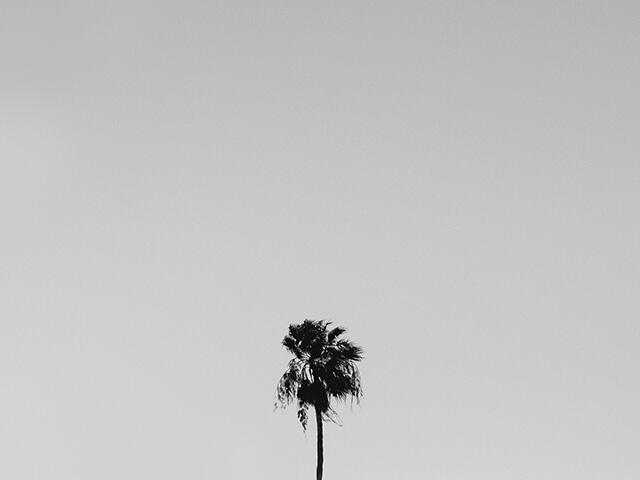 black and white palm tree