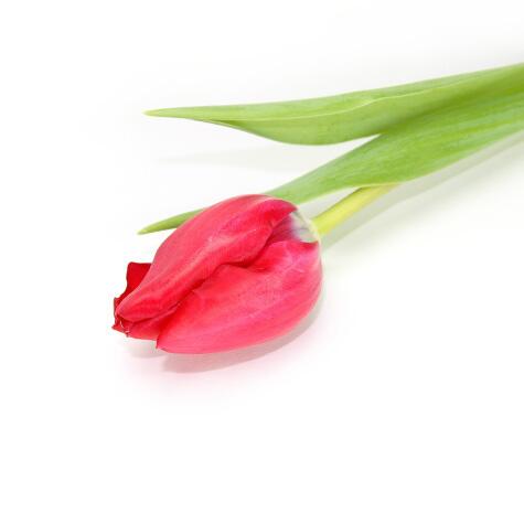 pink dutch tulip