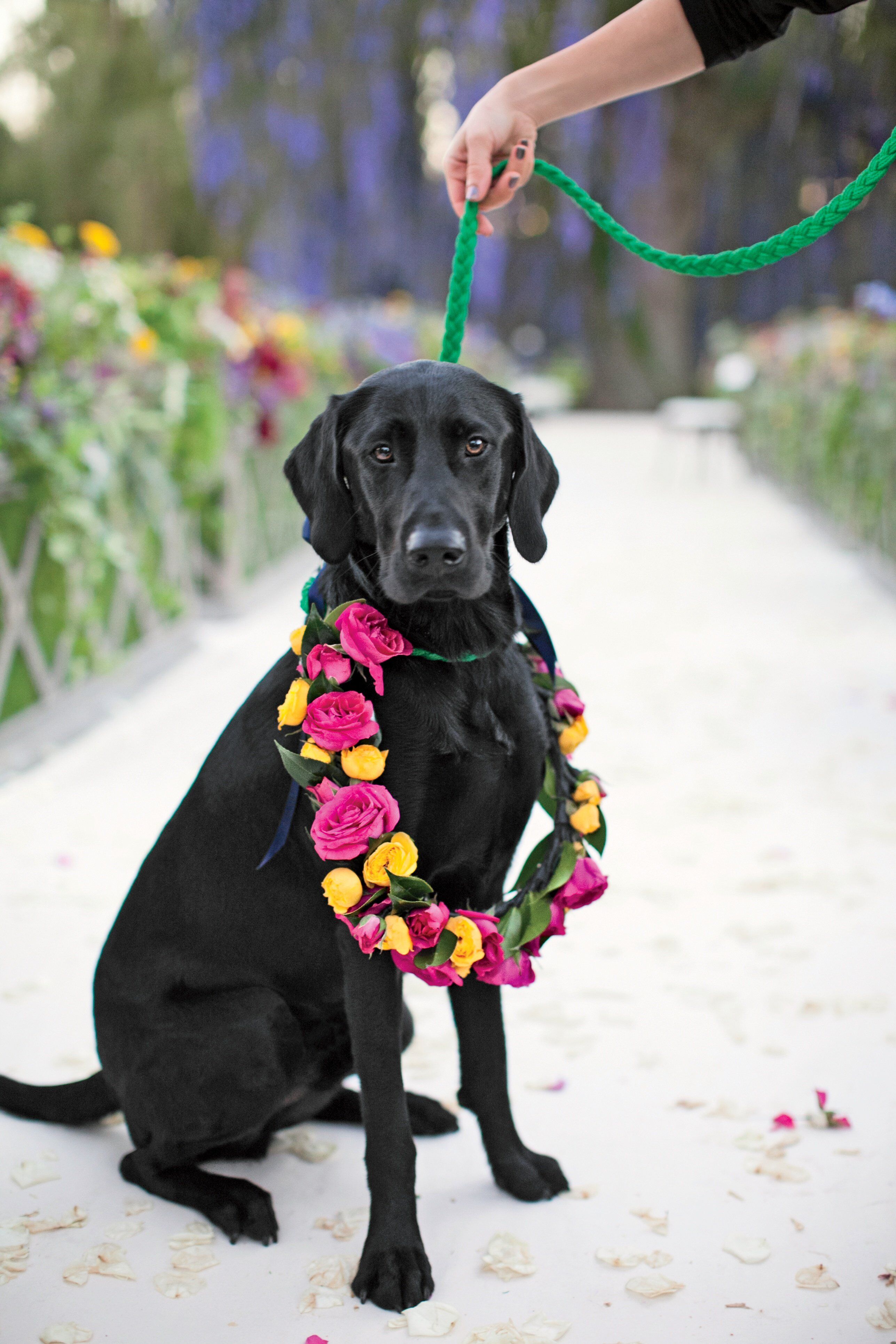 Dog Ring Bearer