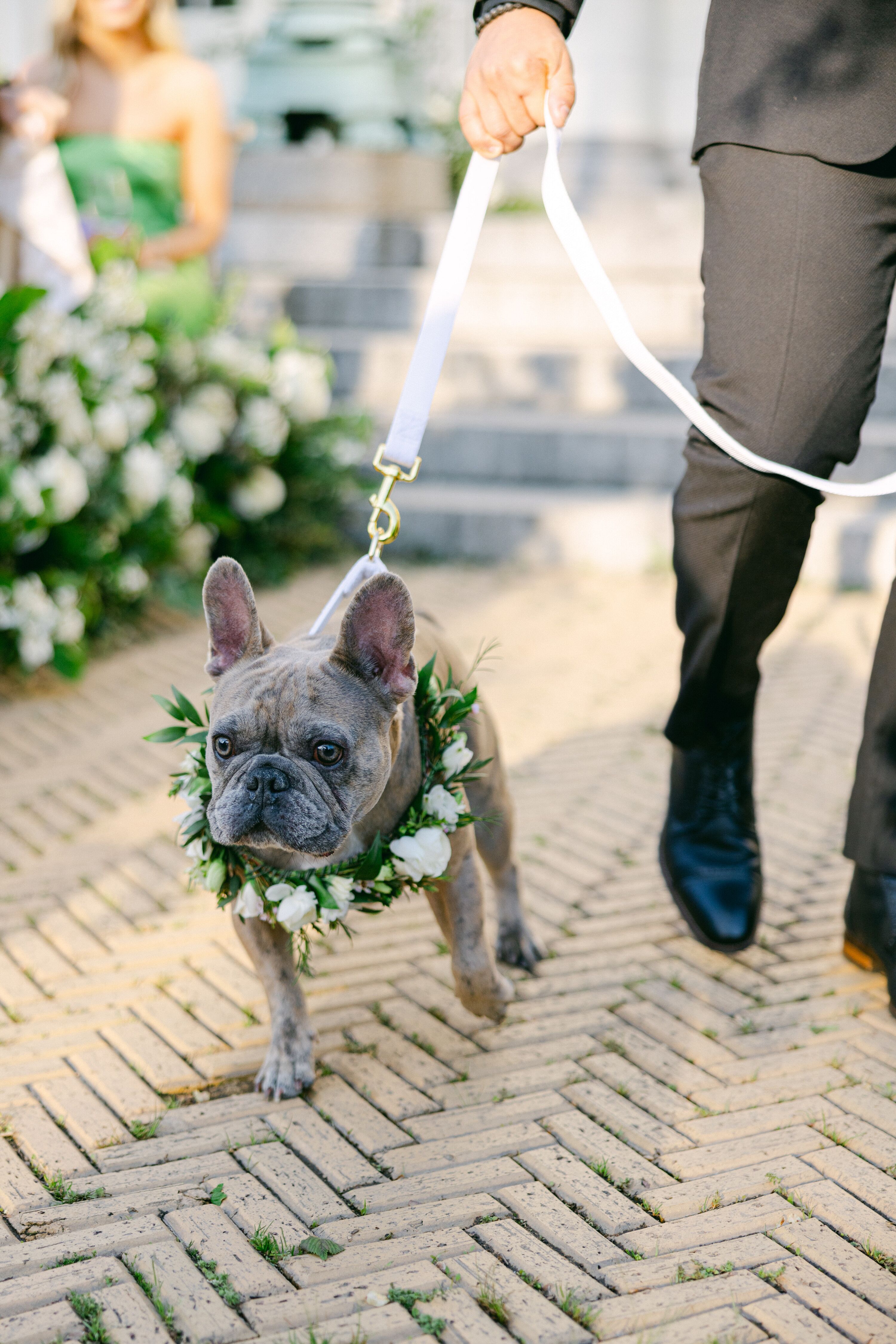 French Bulldog Pet Walking Down the Aisle With Flower Wreath of