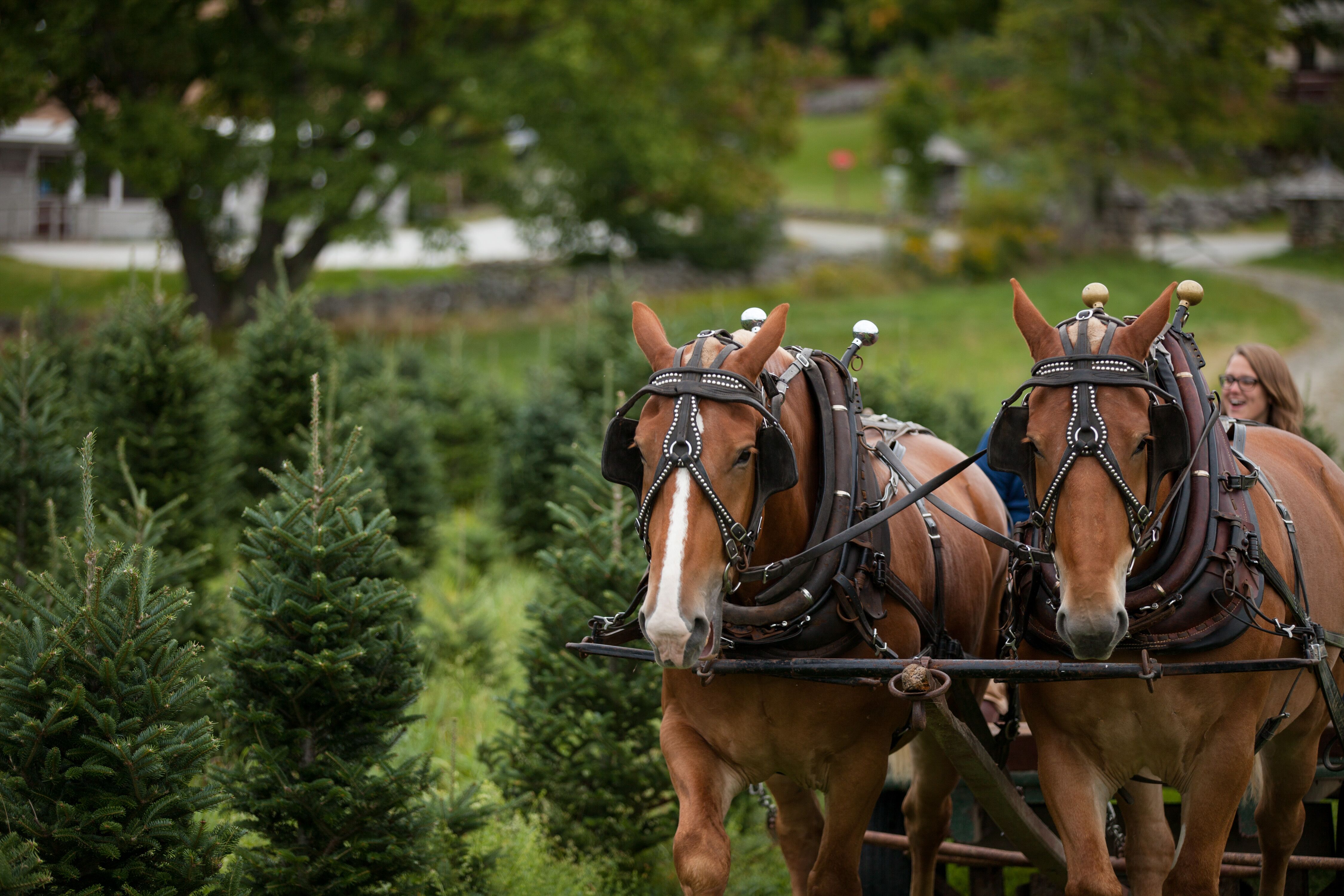 horse-and-carriage-transportation