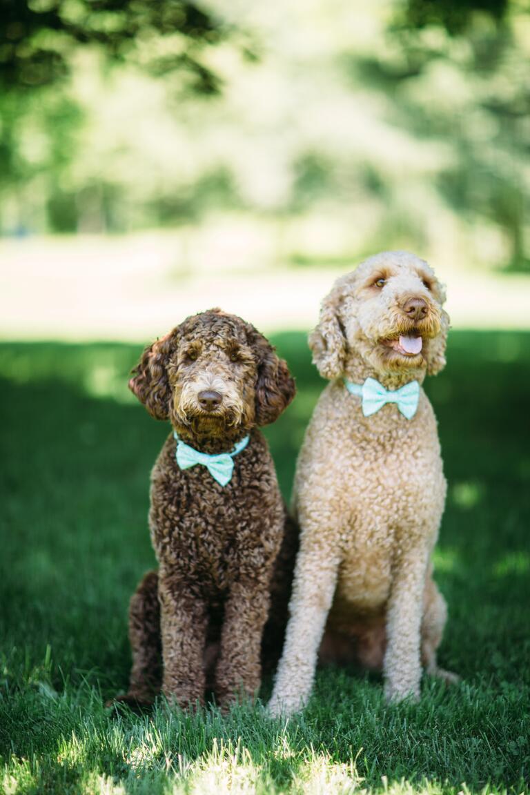 Dogs in Blue Bowties