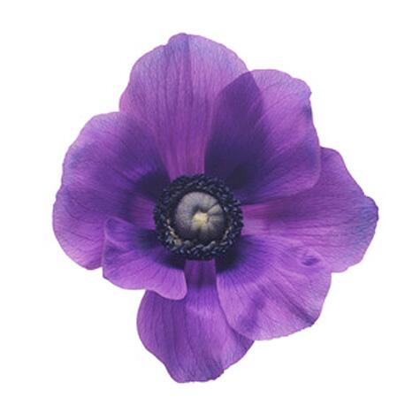 purple anemone