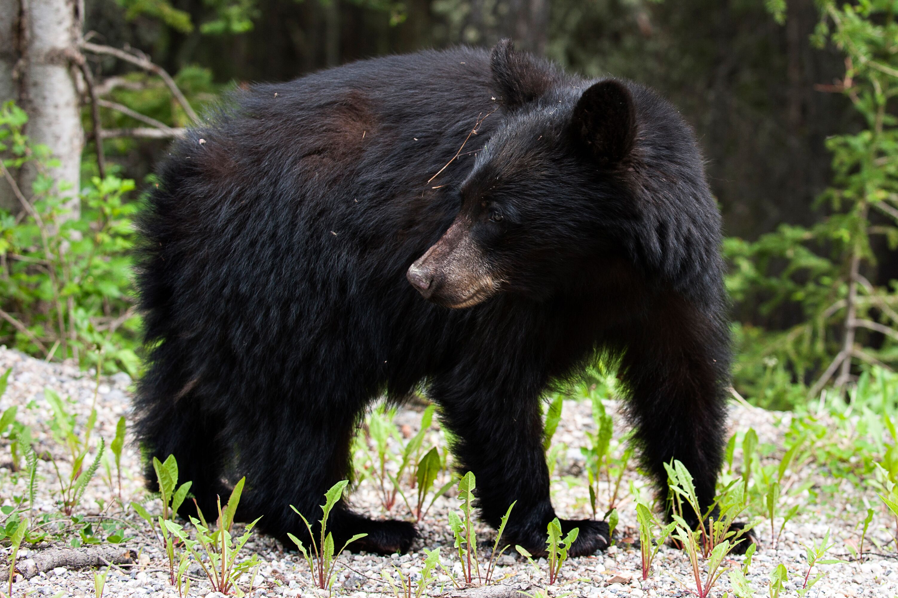 Tunnel Mountain Reservoir Black Bear