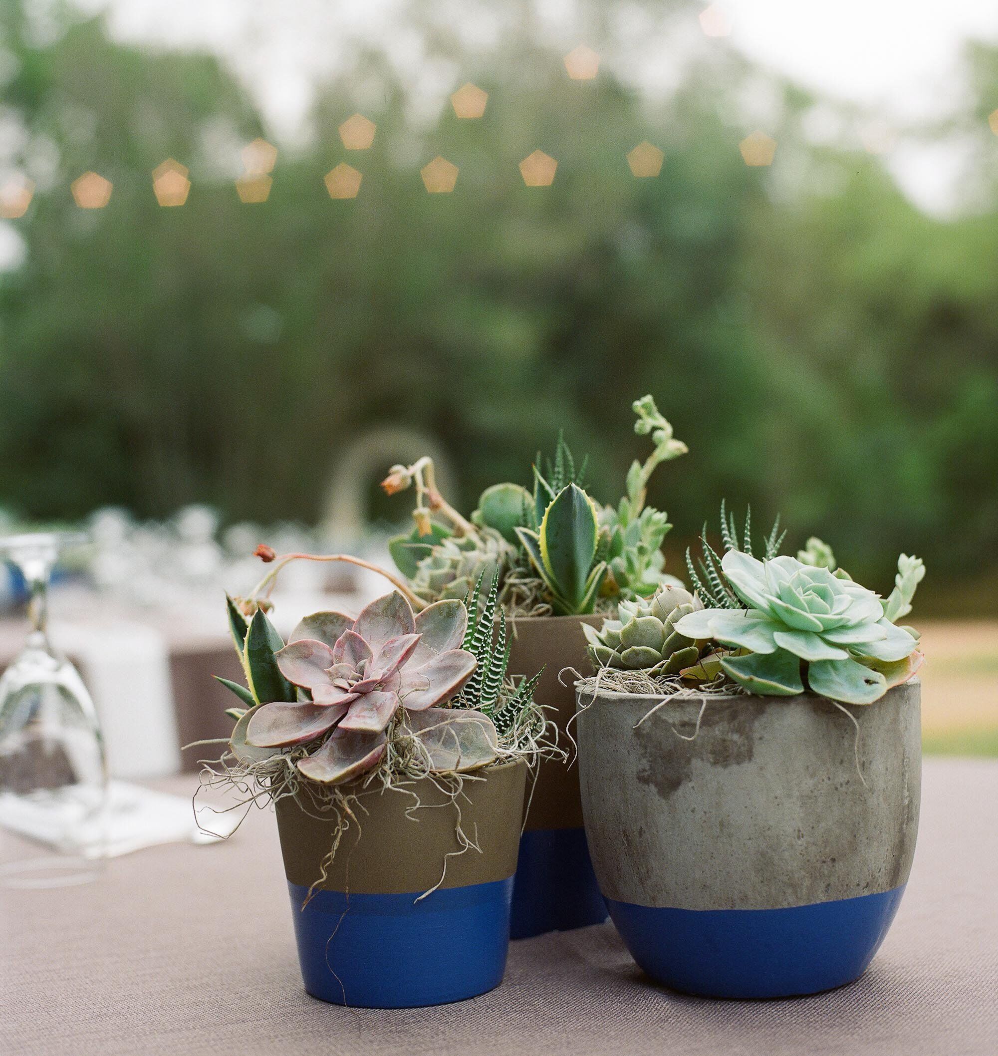 Succulent Centerpieces