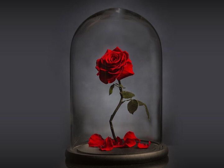 Beauty And The Beast Fans Will Love These Roses That Ll Last Forever   B062198c Bbb3 4bc4 B0e6 7df9969096f5