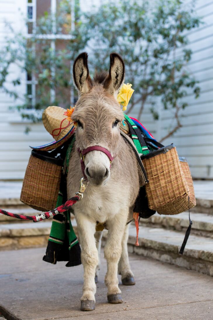 whimsical-pack-donkey-with-beer-satchels