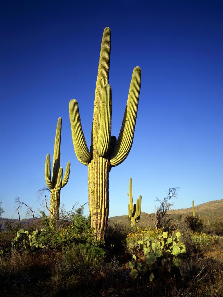 US wedding destination Tuscon, Arizona