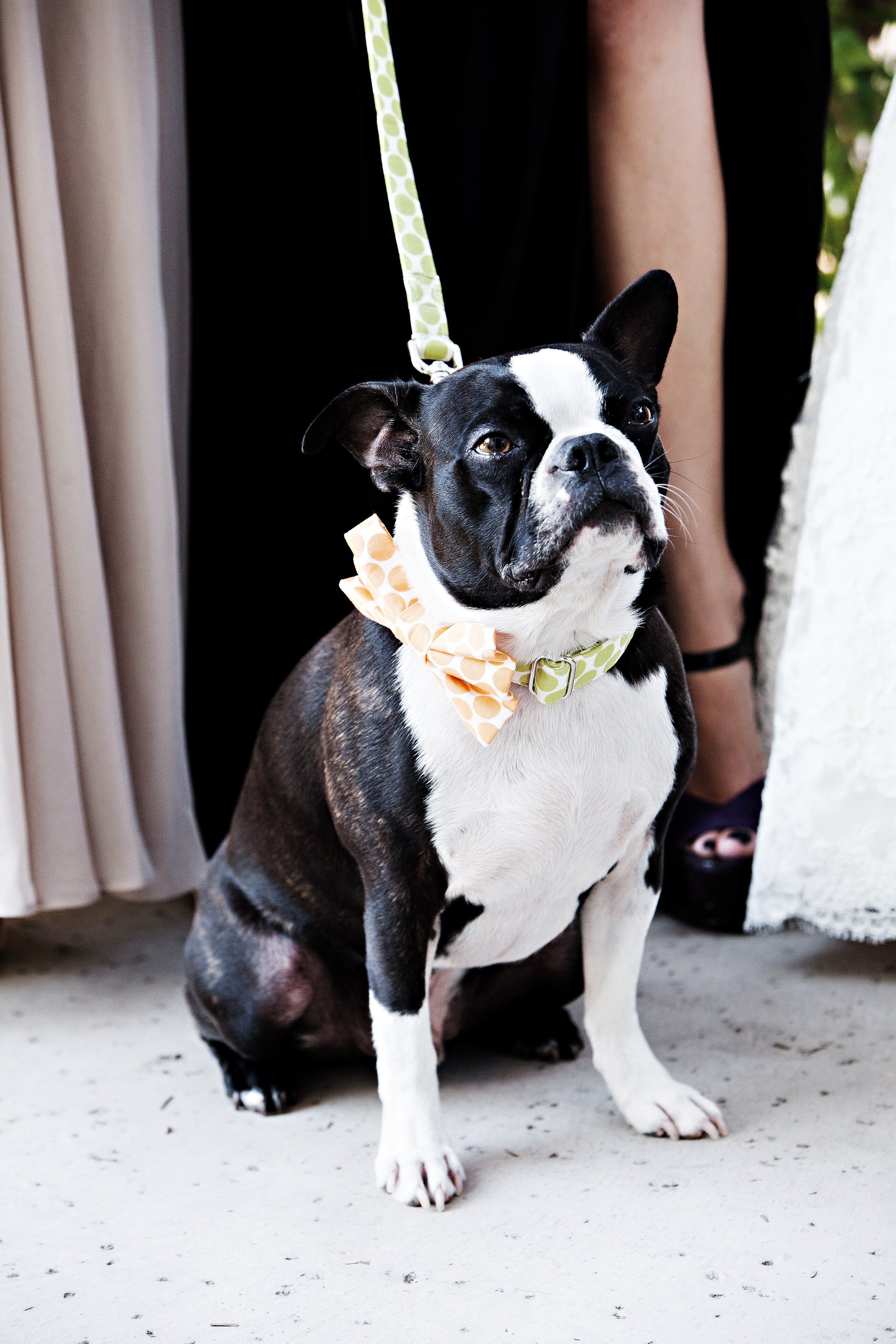 Puppy Ringbearer