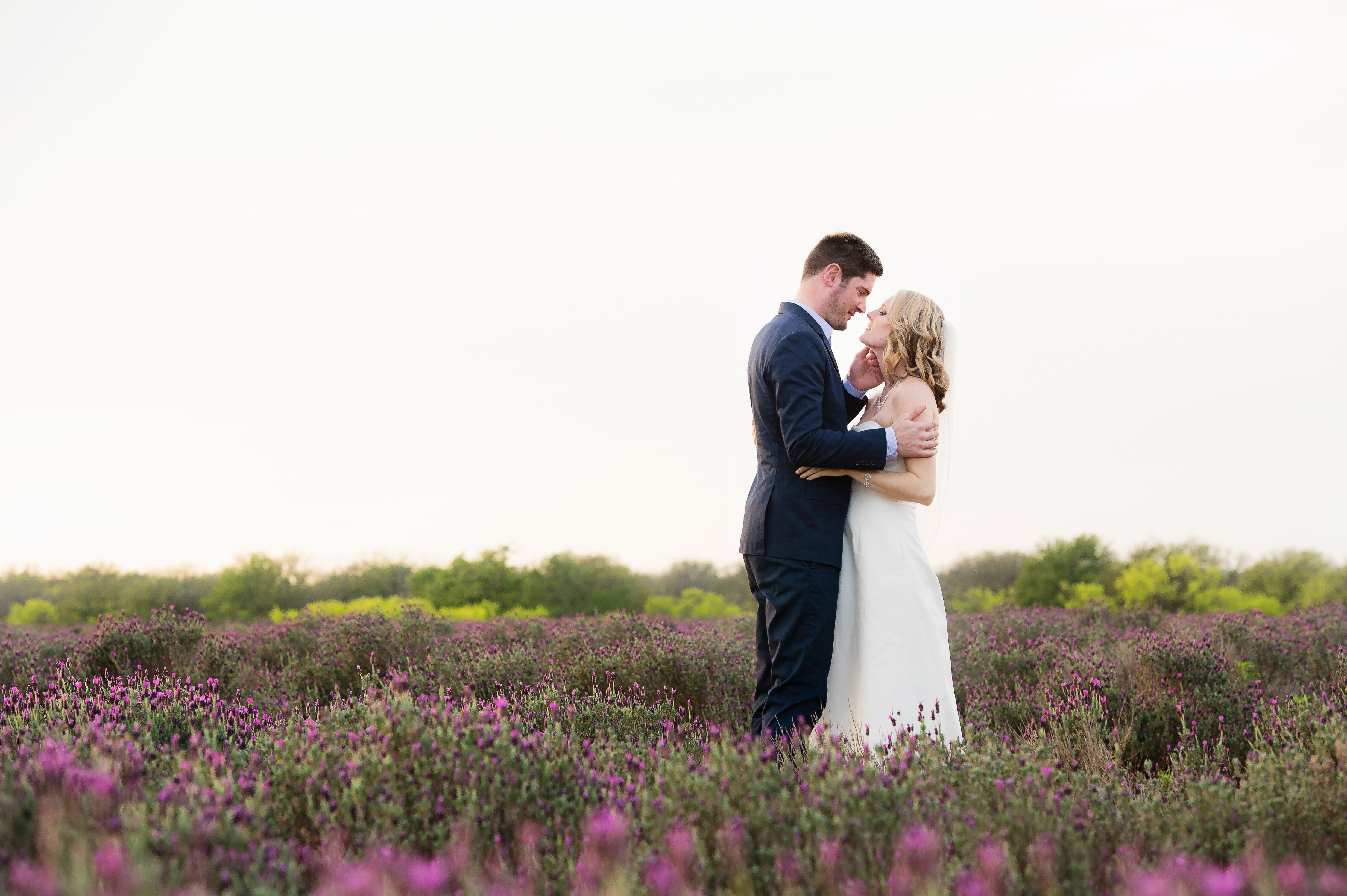 Lavender Field at Vineyard in Fredericksburg, Texas