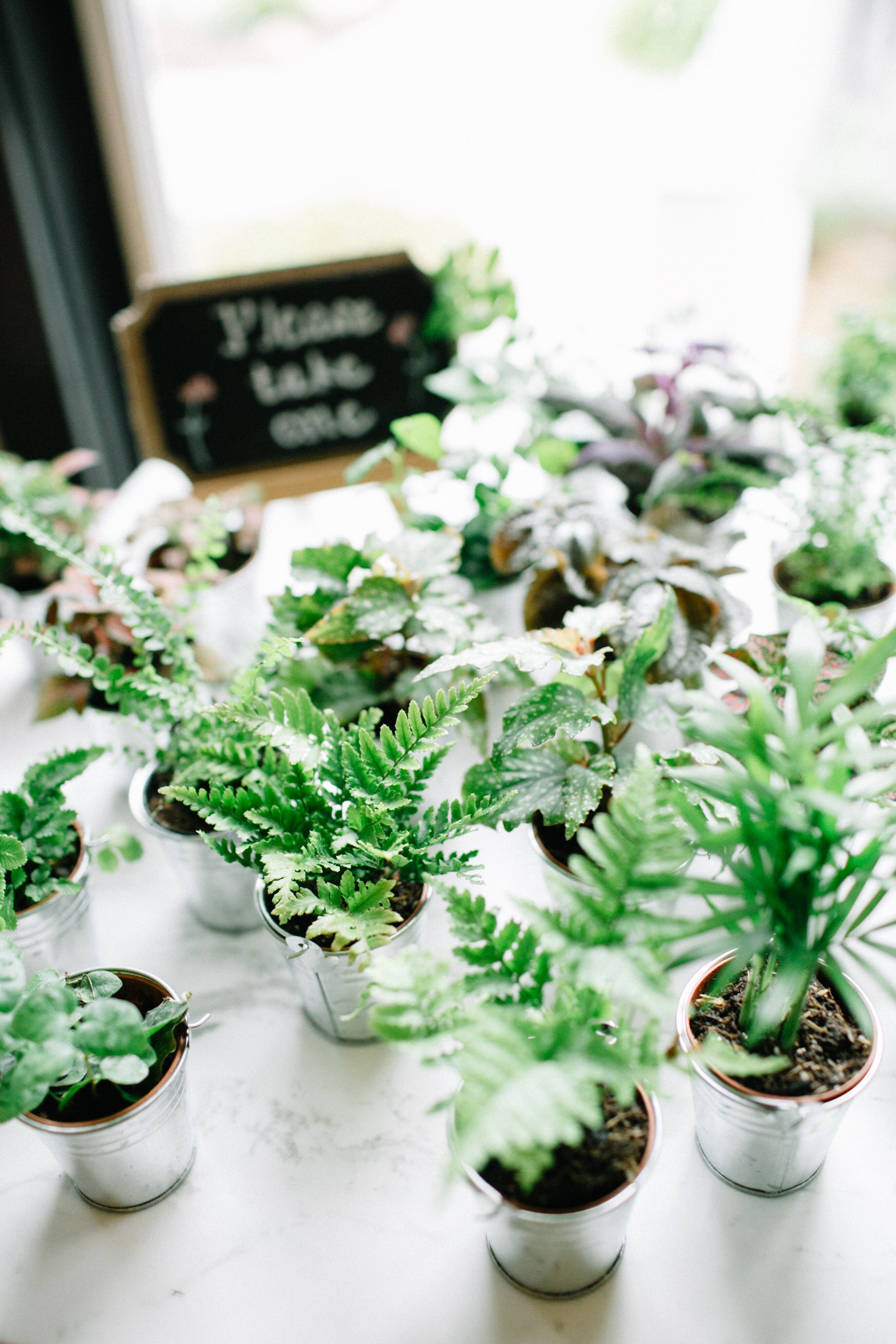 Potted Plant Wedding Favors