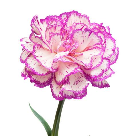 pink edged carnation