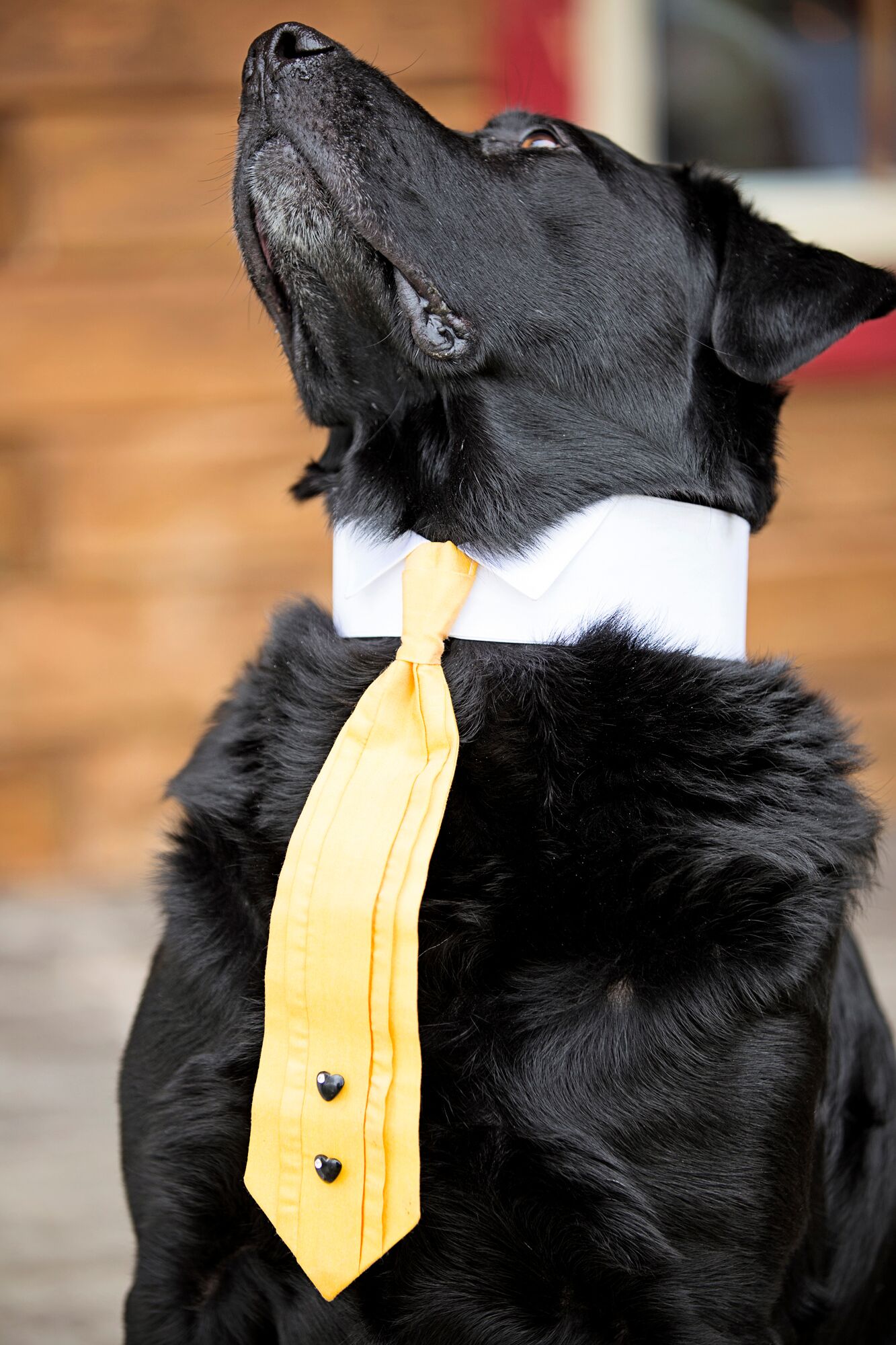 Black Lab in a Yellow Tie