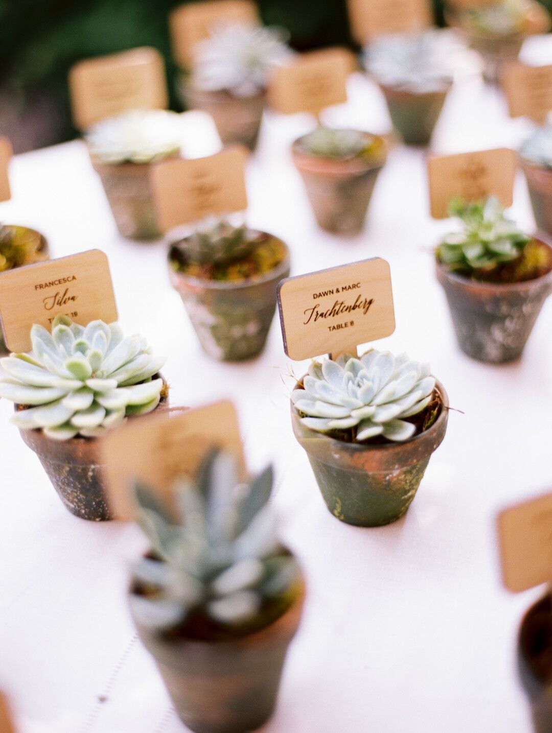 Potted Succulents Served as Wedding Escort Cards