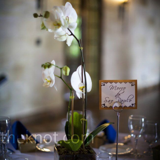 White Orchid Centerpieces